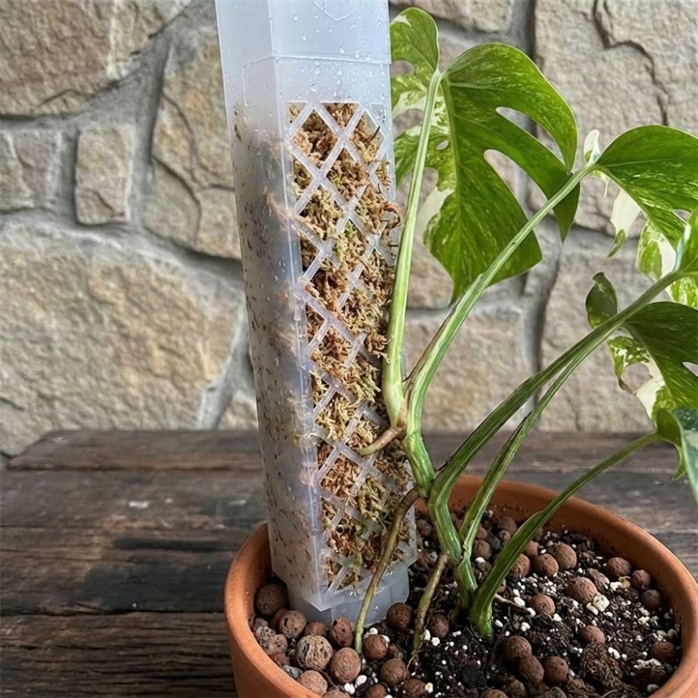 Sphagnum Moss Dry - D Şekilli Kendiliğinden Sulanan Bitki Damlatıcısı