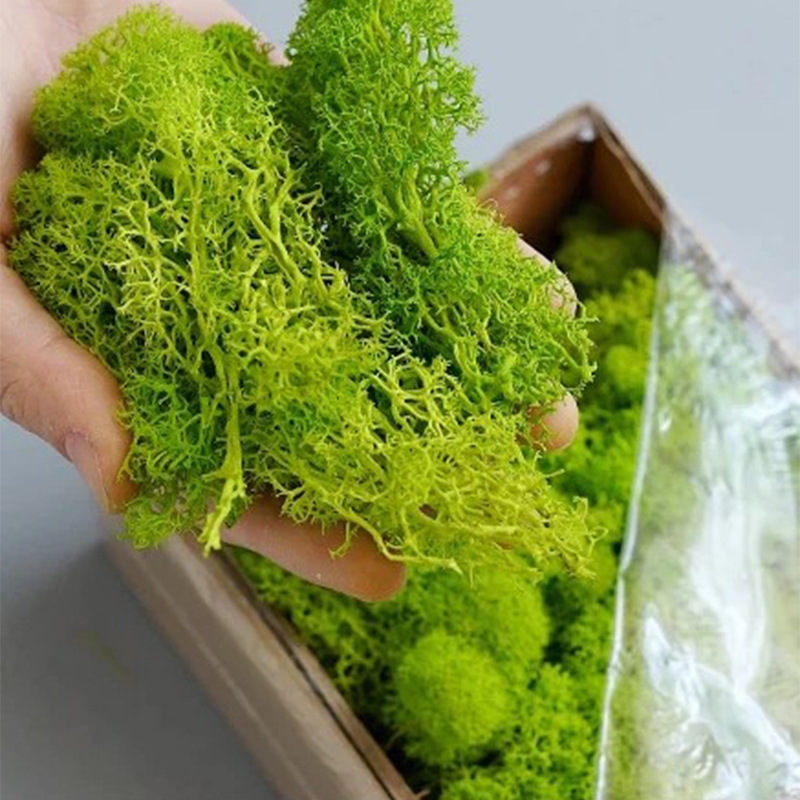 200g Yapay Yeşil Bitkiler Mini - Sphagnum Moss Dry incelemesi ve fiyatı