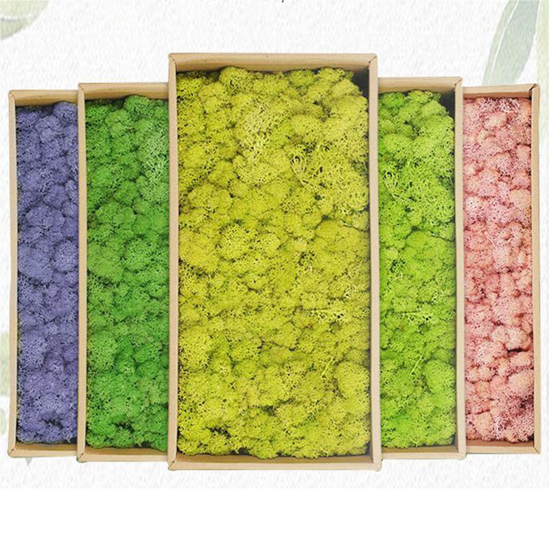 20g yapay yeşil yosun bitkiler - Sphagnum Moss Dry incelemesi ve fiyatı